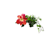 スペシャルメニュー